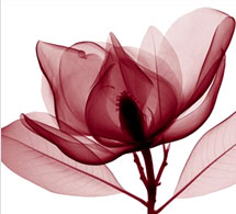 X-Ray Botanical Art Posters at ArtPosters.com