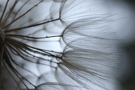 Macro Dandilion X by Renee Stramel art print