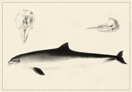 Antique Dolphin Study II art print