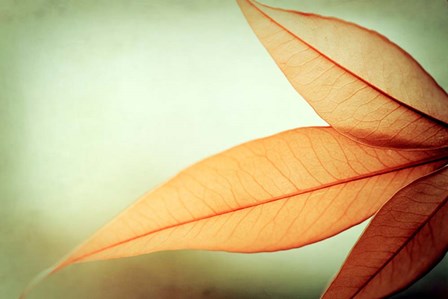 Grace by Carolyn Cochrane art print
