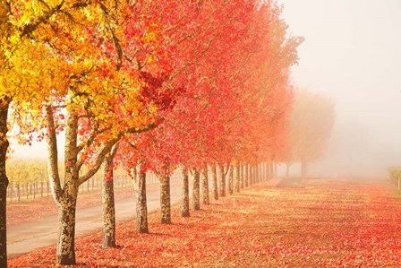 Fall Trees in the Mist by Abhi Ganju art print