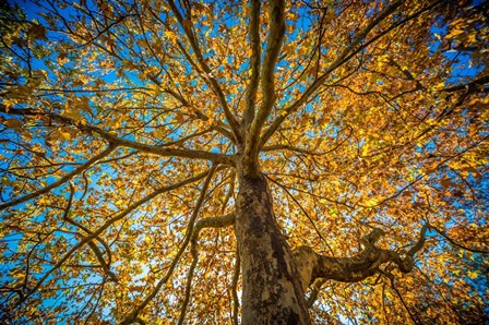 Fall Tree by Tim Oldford art print