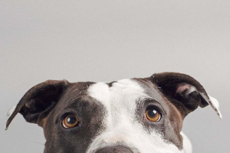 Ruby by Susan Sabo art print