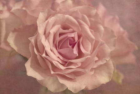 Pink Roses by Cora Niele art print