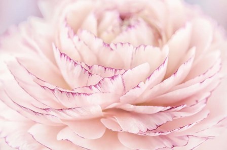 Edged Ranuncullus by Cora Niele art print