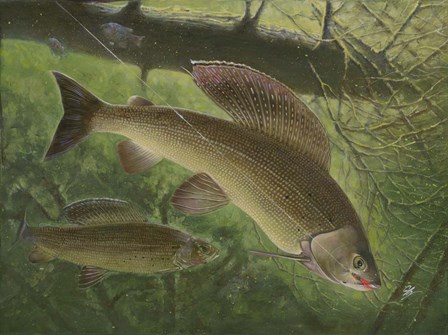 Grayling Fish by Durwood Coffey art print