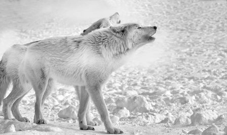 On Frozen Grounds by Gordon Semmens art print