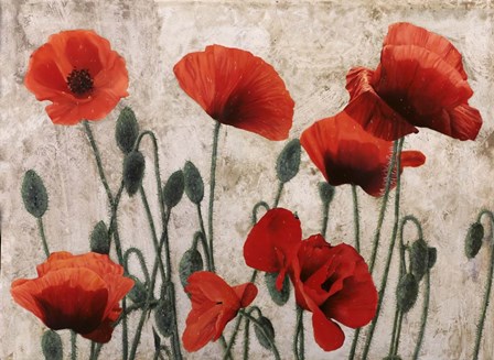 Sette Papaveri - Tanti Papaveri by Guido Borelli art print