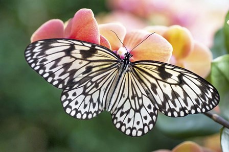 Paper Kite Tropical Butterfly 1 by Jenny Rainbow Fine Art art print