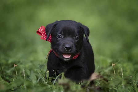 Black Lab Pup 10 by Jonathan Ross art print