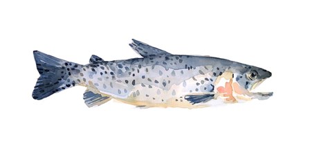 Freckled Trout IV by Emma Scarvey art print