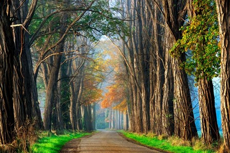 Acacias in Autumn by Lars Van De Goor art print