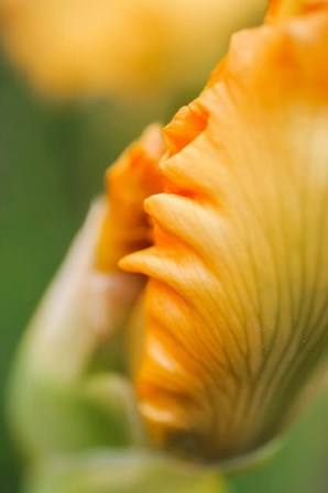 Peach Bearded Iris 1 by Anna Miller / Danita Delimont art print
