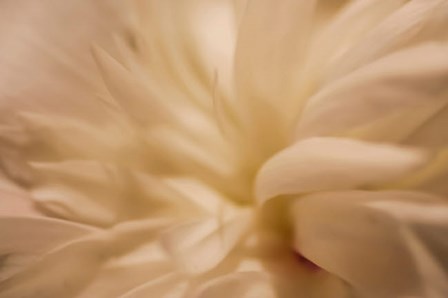 White Peony 1 by Anna Miller / Danita Delimont art print