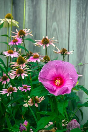 Summer Garden Flowers 2 by Anna Miller / Danita Delimont art print