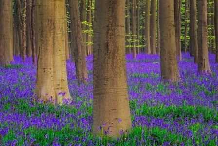 Europe, Belgium Hallerbos Forest With Trees And Bluebells by Jaynes Gallery / Danita Delimont art print