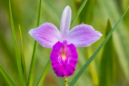 Costa Rica, Sarapique River Valley Earth Orchid Blossom Close-Up by Jaynes Gallery / Danita Delimont art print