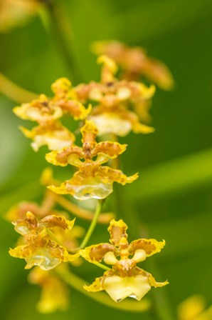 Costa Rica, Sarapique River Valley Orchid Blossoms by Jaynes Gallery / Danita Delimont art print