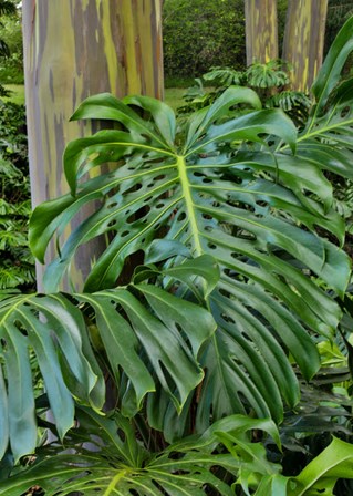 Split Leaf Philodendron And Rainbow Eucalyptus Tree, Kula Botanical Gardens, Maui, Hawaii by Darrell Gulin / Danita Delimont art print