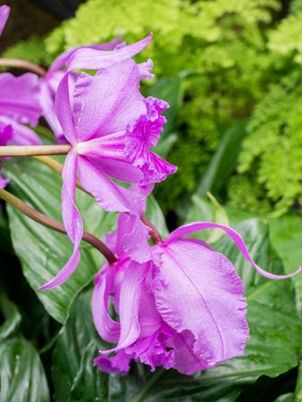 Variety Of Pink Orchid by Julie Eggers / Danita Delimont art print