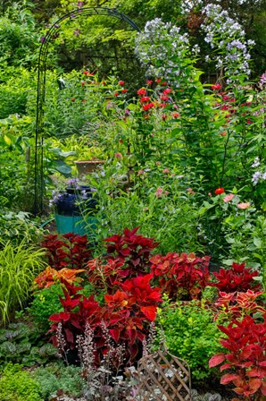Garden Summer Flowers And Coleus Plants In Bronze And Reds, Sammamish, Washington State by Darrell Gulin / Danita Delimont art print