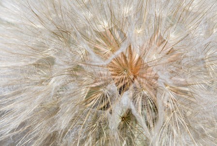 Seedhead Of Yellow Salsify, Eastern Washington by Darrell Gulin / Danita Delimont art print