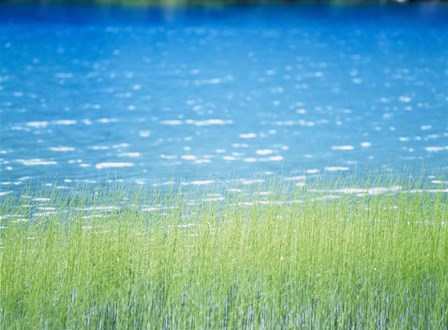 Grass In Water by Panoramic Images art print