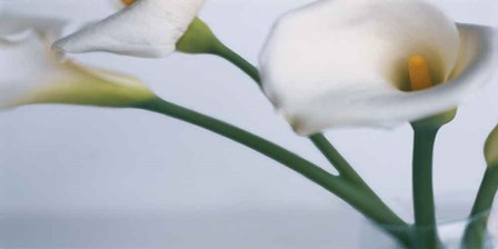 Springplicity I by Cinzia Ryan art print