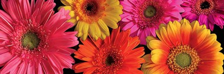 Simply Spring by Janel Pahl art print