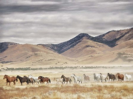 Horse Run II by PHBurchett art print