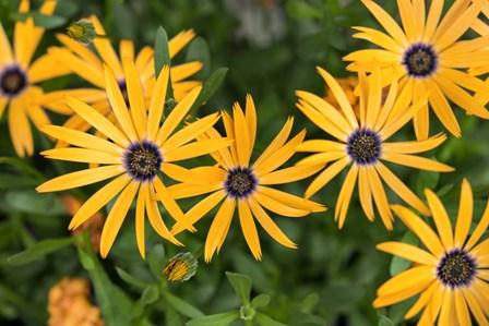 African Daisy by Lisa S. Engelbrecht / Danita Delimont art print