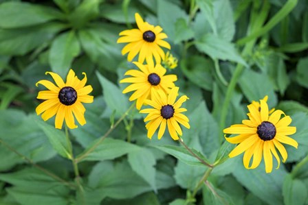 Black-Eyed Susan by Lisa S. Engelbrecht / Danita Delimont art print