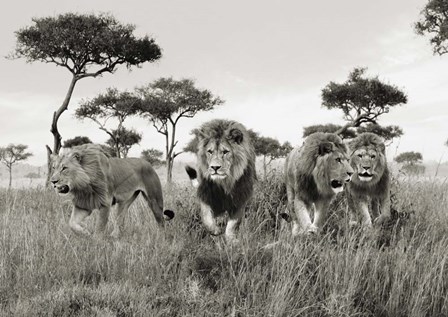 Brothers, Masai Mara, Kenya by Pangea Images art print