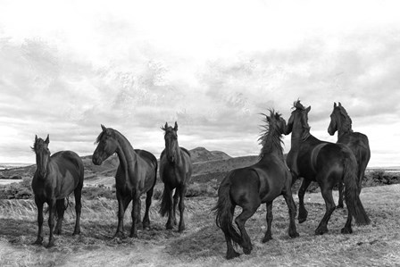 The Black Stallion by Ata Alishahi art print