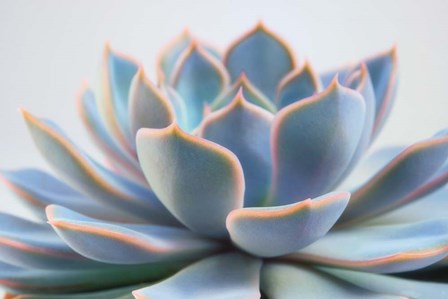 Succulent Close Up III by Cora Niele art print
