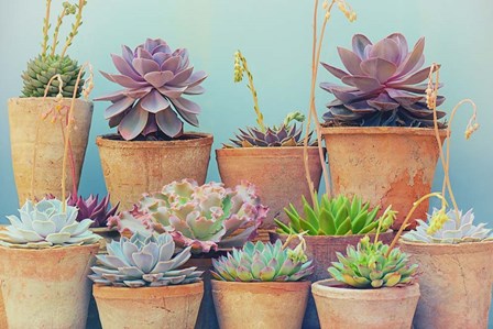 Succulent Window IV by Cora Niele art print