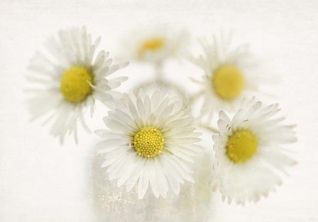 Daisies by Cora Niele art print