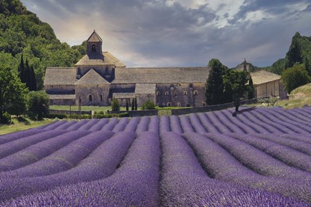 Lavender Fields of Abbaye de Senanque by Cora Niele art print