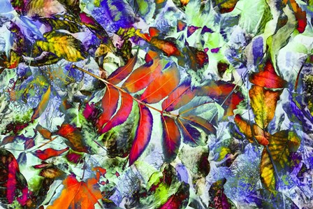 Colorful Foliage 19 by Anita Vincze art print