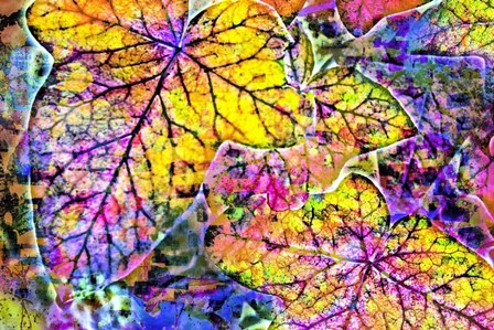 Rainbow Colors 2 by Anita Vincze art print