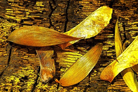 Nature in Yellow Tones 6 by Anita Vincze art print
