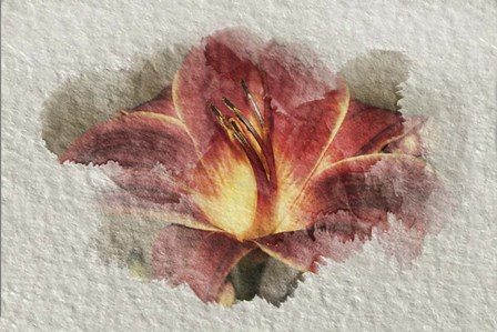 Red Lily by Lori Hutchison art print
