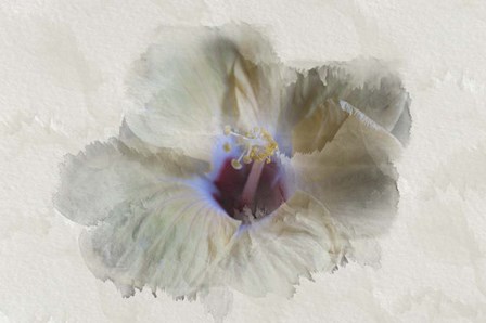 Yellow Wing Hibiscus by Lori Hutchison art print