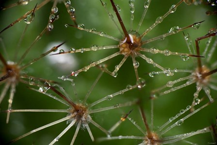 Cactus Flowers 1 by Gordon Semmens art print