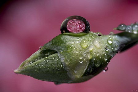 Dew Drops Macro 4 by Gordon Semmens art print