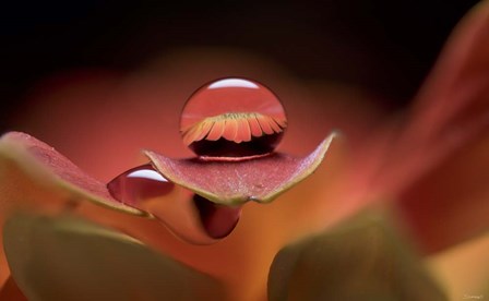 Dew Drops Macro 7 by Gordon Semmens art print