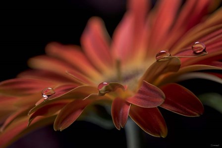 Dew Drops Macro 9 by Gordon Semmens art print