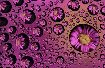 Window Drops 9 by Gordon Semmens art print