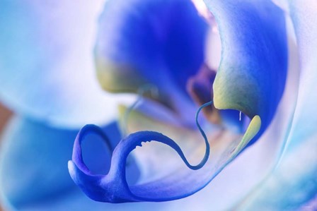 Red, White and Blue Orchid 5 by Gordon Semmens art print