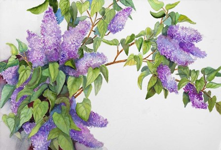 Lavender Lilacs by Joanne Porter art print